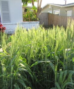 Hard Red Winter Wheat Berries | 5 LBS | Family Farmed in Washington State | Non-GMO Project Verified | 100% Non-Irradiated | Certified Kosher Parve | Field Traced | Burlap Bag 5 Pound (Pack of 1) 44 918VwTCrAL