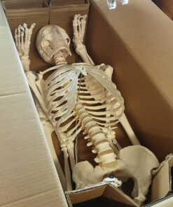 Giantex B010L18XEW Life Size 70.8" Human Anatomical Anatomy Skeleton Medical Model + Stand 52 918Wnfj6pFL