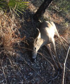 Conquest Scents EverCalm Deer Herd Scent Stick Basic pack 18 918anEOOSTL