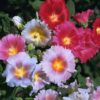 Outsidepride Indian Springs Hollyhock Garden Flower Climbing Vine Plant Mix - 1000 Seeds Indian Spring 9 918yqmysaXL