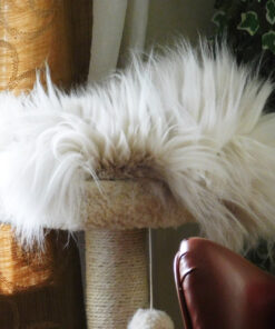 Coastal Pet Safari Cat Shedding Comb - Prevents Hairballs - Daily-Use Cat Deshedding Brush - For Cats with Short and Long Hair - One Size 36 9199xj9OyAL