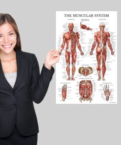 Palace Learning 4 Pack - Anatomical Poster Set - Laminated - Muscular, Skeletal, Ligaments of the Joints, Anatomy of the Spine - Anatomy Chart Set (LAMINATED, 18” x 24”) 18” x 24” 15 919To1rl4NL