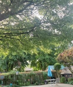 Natural Chemistry Phosfree, 3-Liter 1-Pack 25 919UOyPQdfL