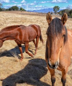 Tokina AT-X PRO DX for digital SLR 11-20mm f/2.8 Pro DX Lens for Nikon F 88 919eOUw4SaL