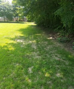 Hydro Mousse Liquid Lawn System - Grow Grass Where You Spray It - Made in USA High Performance Grass Blend 34 91A4VrBeHhL