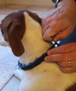 Don Sullivan Perfect Dog Command Collar with Extra Links and DVD, Large blue 19 91AKmCGf71L