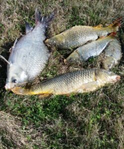 Pro-Cure Wizard Kokanee Killer Korn Dye, 4 Ounce, Pink 29 91ATtfF6fyL