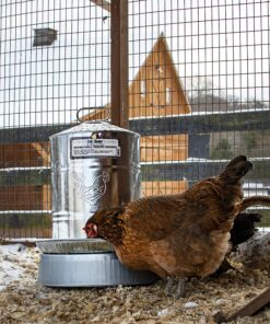 Manna Pro Chicken Supplies | Chicken Waterer Heated Base | Harris Farms Poultry Drinker | Chicken Coop Accessories Drinker Base 19 91AYt2qIg6L