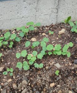 Seed Needs, 350+ Nasturtium Seeds for Planting - Jewel Mixture (Tropaeolum nanum) Non-GMO, Easy to Grow Mix, Attracts Pollinators - Bulk Bulk Pack (350 Seeds) 30 91AfyGrmfWL