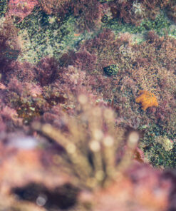 Amazon Basics Circular Polarizer Camera Lens Filter - 67 mm 61 91AiEpu3XVL