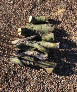 BLACK+DECKER 20V Max Cordless Chainsaw, 10-Inch, Tool Only (LCS1020B) 20V Chainsaw (Tool Only) 38 91Au BkoSBL