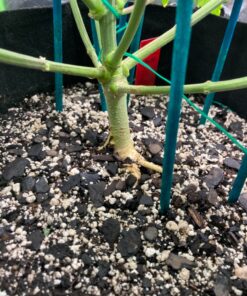 Advanced Nutrients 5450-14 Voodoo Juice Fertilizer, 1 Liter 8 91Az57vOpyL