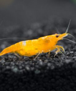 Alternative view of Aquatic Arts 1 Live Orange Sakura Shrimp (Neocaridina davidi) - Breeding Age Young Adults at 1/2 to 1 Inch Long