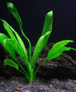 6 Plant Species Live Aquatic Plants Package - Microsorum Java Fern, Amazon, Moneywort and More! 36 91BAvmffKTL