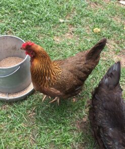 Miller 9112 12lb. Galvanized Hanging Poultry Feeder 12 lb 17 91BR4nbe3 L