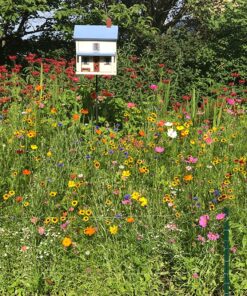 Eden Brothers Northeast Wildflower Mixed Seeds for Planting, 1/4 lb, 120,000+ Seeds with Cosmos, Candytuft, Shasta Daisy | Attracts Pollinators, Plant in Spring or Fall, Zones 3, 4, 5, 6, 7, 8, 9, 10 1/4 Pound 32 91BVnv94YL