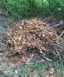 Toro 51619 Ultra Electric Blower Vac, 250 mph, Red 250 mph Blower/ Vac 42 91CGPimNdRL