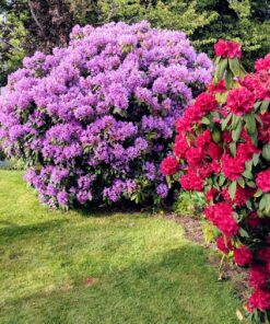 10 Pack String Trimmer Replacement Spool Compatible with Black+Decker, 240ft 0.065" AF-100 Autofeed Replacement Spools - Compatible with Black+Decker String Trimmers(8-Line Spool + 2 Cap+2 Spring) 38 91CGQbB1zYL