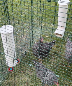 Royal Rooster Chicken Feeder and Waterer Set - Includes 1 Gallon Waterer with 2 Cups and 7lb Feeder for Chickens - Chicken Coop Accessories with Hanging Chicken Poultry Feeder and Chicken Waterer Kit 2-Cup Waterer 43 91CKxWj6UEL