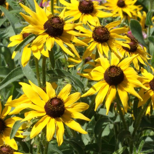 Outsidepride Perennial Rudbeckia Hirta Black-Eyed Susan Wild Flowers - 5000 Seeds