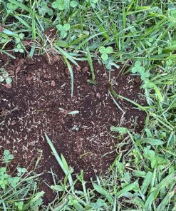 Scotts EZ Seed Patch and Repair Sun and Shade for Grass: Covers up to 225 sq. ft., 10 lb. 10 lb. 1 Pack 46 91CpAogGILL