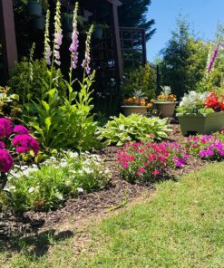 8,000 Foxglove Mix Seeds (Digitalis Purpurea) - by Seeds2Go 14 91CqG816i8L