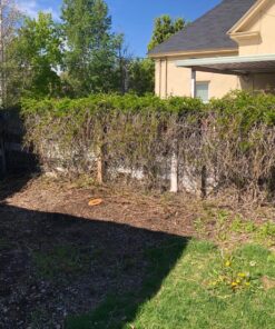 BLACK+DECKER 20V MAX Cordless Hedge Trimmer, 22-Inch, Tool Only (LHT2220B) 42 91D2BqFCGJL