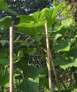 Bonide Captain Jack's Neem Oil, 16 oz. Concentrate, Multi-Purpose Fungicide, Insecticide and Miticide for Organic Gardening 29 91D50uOla7L