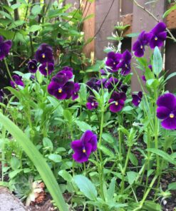 Outsidepride Viola Admiration Garden Flowers for Containers, Hanging Baskets, & Window Boxes - 1000 Seeds 14 91D9vX1J4sL 1