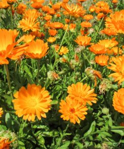 Starwest Botanicals Organic Calendula Flowers Whole, 1 Pound Bulk Resealable Bag Herbal Tea (Calendula Officinalis) 13 91DD7qdB5cL
