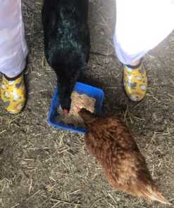 Sloggers Waterproof Garden Shoe for Women – Outdoor Slip-On Rain and Garden Clogs with Premium Comfort Support Insole 9 Chickens Daffodil Yellow 22 91DPaqWngBL