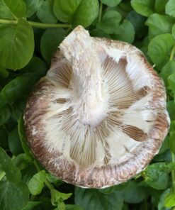 Alternative view of 18" Mushroom Log DIY Shiitake Mushrooms Ready to Grow Your Own