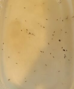 Coastal Pet - Safari - Cat Flea Combs - Grooming Supplies 23 91EKORj6KFL