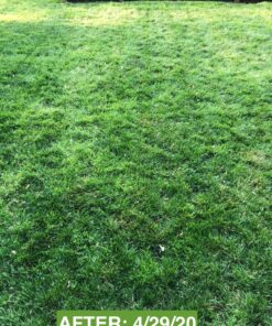 Scotts Turf Builder Weed & Feed3, Weed Killer Plus Lawn Fertilizer, Controls Dandelion and Clover, 5,000 sq. ft., 14.29 lbs. 5,000 sq. ft. Weed and Feed 54 91EeBPhj6bL