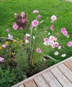 Sow Right Seeds - Flower Seed Collection - Carnation, Gayfeather, Dahlia, Morning Glory, Larkspur, Balsam, Snapdragon, Phlox, Zinnia, & Daisy - Non GMO Heirloom Seeds for Planting - 10 Packets 27 91EixedqOVL