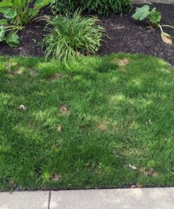 Scotts EZ Seed Patch and Repair Sun and Shade for Grass: Covers up to 225 sq. ft., 10 lb. 10 lb. 1 Pack 65 91EjG wlT0L