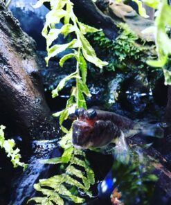 Seachem Prime Fresh and Saltwater Conditioner - Chemical Remover and Detoxifier 500 ml 27 91ElptHhL2L