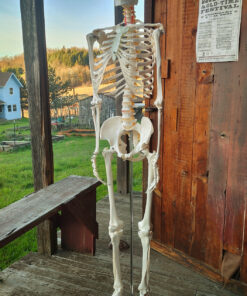 Giantex B010L18XEW Life Size 70.8" Human Anatomical Anatomy Skeleton Medical Model + Stand 53 91F3vahGG5L