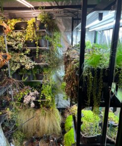 VIVOSUN S558 5x5 Grow Tent, 60"x60"x80" High Reflective Mylar with Observation Window and Floor Tray for Hydroponics Indoor Plant for VSF6450 60"x60"x80" Black 49 91FGcfelZzL