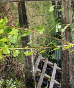 Seed Needs, Cucamelon Seeds - 65 Heirloom Seeds for Planting Melothria scobra - Mexican Sour Gherkin Non-GMO & Untreated, Boasts a Light Citrus Flavor, (2 Packs) 2 Packs (130 Seeds) 51 91FGcsLDb2L