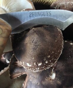 12" Mushroom Log DIY Shiitake Mushrooms Ready to Grow Your Own 18 91FNb0oI8NL