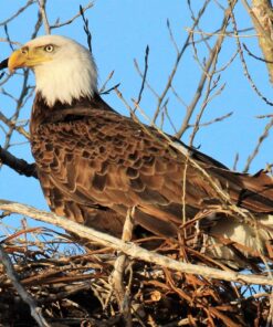 Tamron SP 150-600mm F/5-6.3 Di VC USD G2 for Canon Digital SLR Cameras Lens Only 50 91FSJUtHoqL