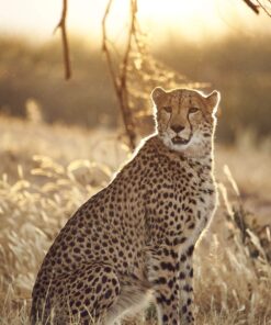 TAMRON Super Zoom Lens SP 150-600mm F5-6.3 Di VC USD G2 for Nikon Full Size A022N Single 15 91FZ UzhANL