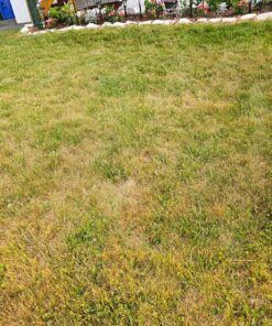 Scotts Turf Builder Lawn Food - Fertilizer for All Grass Types, 5,000 sq. ft., 12.5 lbs. 5,000 sq. ft. 47 91Fh4AUJVmL