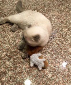 KONG Squirrel Catnip Toy Brown 24 91Fq6H6loXL