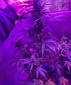 KingLED Newest 3000w LED Grow Lights with LM301B LEDs 4 * 2ft Coverage Full Spectrum Grow Lights for Indoor Hydroponic Plants Veg Bloom Greenhouse Growing Lamps 58 91FyRh5hJYL