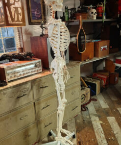 Giantex B010L18XEW Life Size 70.8" Human Anatomical Anatomy Skeleton Medical Model + Stand 54 91GFIbhGyJL