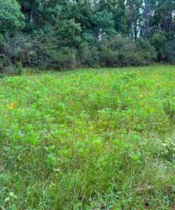 Eden Brothers Southeast Wildflower Mixed Seeds for Planting, 1 lb, 480,000+ Seeds with Cornflower, Blanket Flower | Attracts Pollinators, Plant in Spring or Fall, Zones 3, 4, 5, 6, 7, 8, 9, 10 1 Pound 48 91GMFCwoYcL