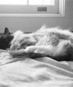 Ilford 1887710 DELTA 3200 Professional, Black and White Print Film, 135 (35 mm), ISO 3200, 36 Exposures 1-Pack 14 91GO2yh4epL