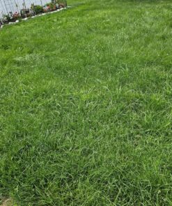 Scotts Turf Builder Lawn Food - Fertilizer for All Grass Types, 5,000 sq. ft., 12.5 lbs. 5,000 sq. ft. 48 91GPonyBMoL